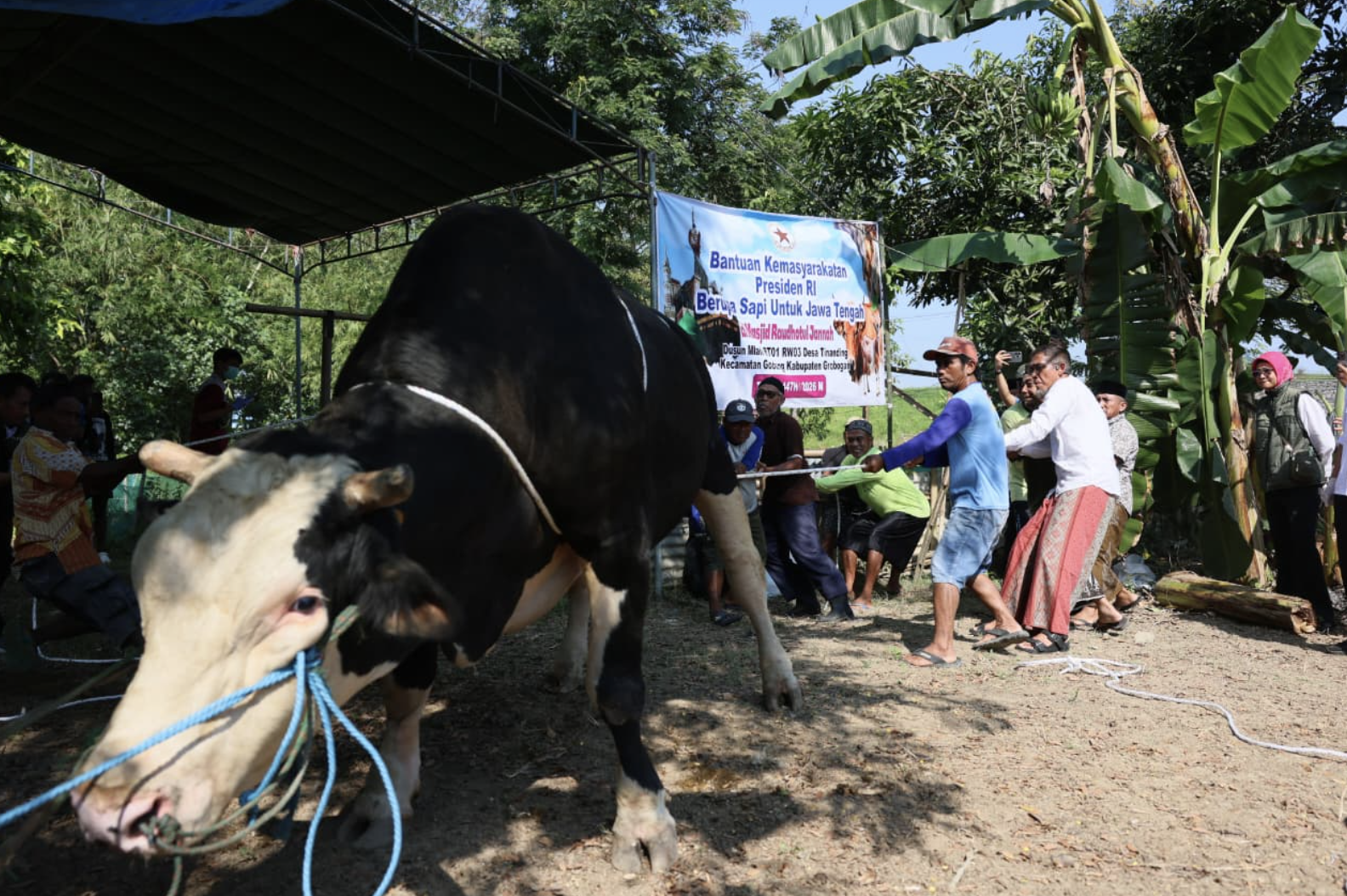 Ringankan Duka Korban Banjir, Sekda Jateng Salurkan Sapi Kurban 1,1 Ton di Grobogan